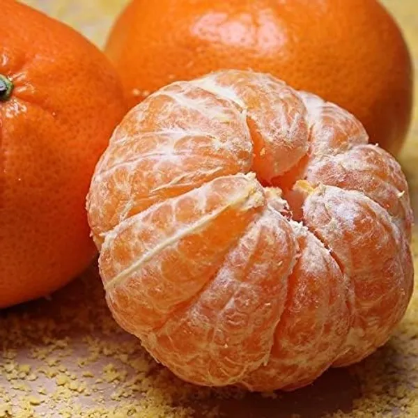 Darjeeling_Giant_Orange_|_Grafted_And_Hybrid_Plants