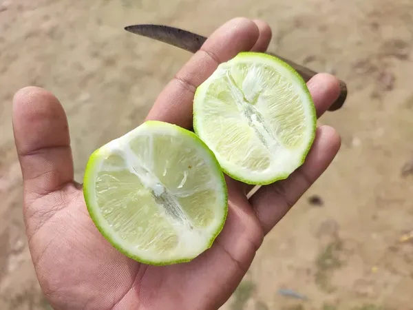Seedless_Lemon_Plant_|_Grafted_And_Hybrid_Plants_(1.5_-_2_Feet_Height)