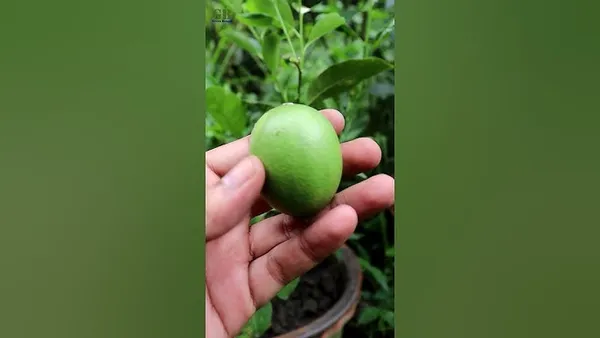 Seedless_Lemon_Plant_|_Grafted_And_Hybrid_Plants_(1.5_-_2_Feet_Height)