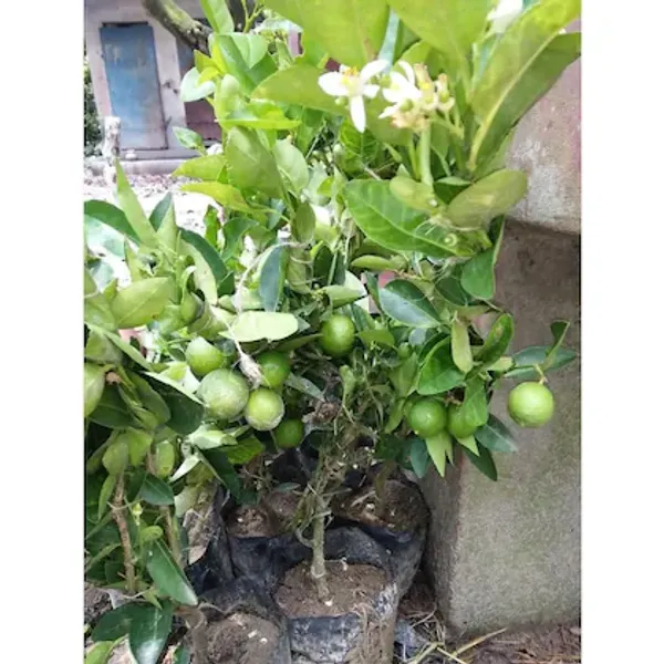 Seedless_Lemon_Plant_|_Grafted_And_Hybrid_Plants_(1.5_-_2_Feet_Height)