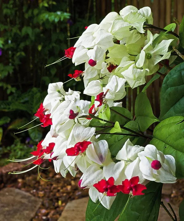 White_Bleeding_Heart_Flower_Plant_(1.5_Feet_Height)