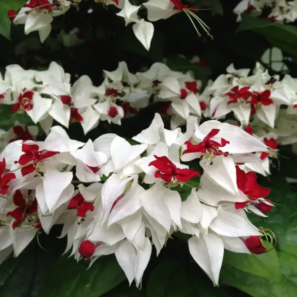 White_Bleeding_Heart_Flower_Plant_(1.5_Feet_Height)