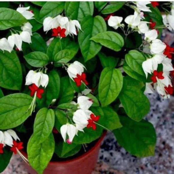 White_Bleeding_Heart_Flower_Plant_(1.5_Feet_Height)