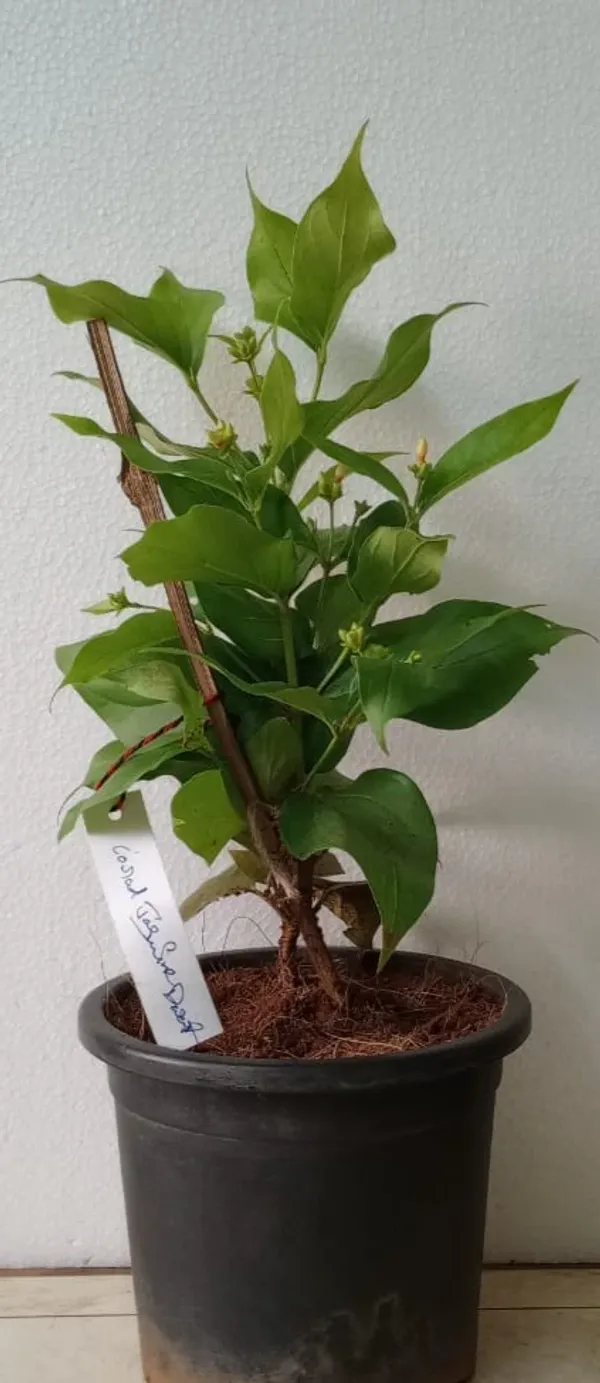 Coral_Jasmine_Flower_Plant