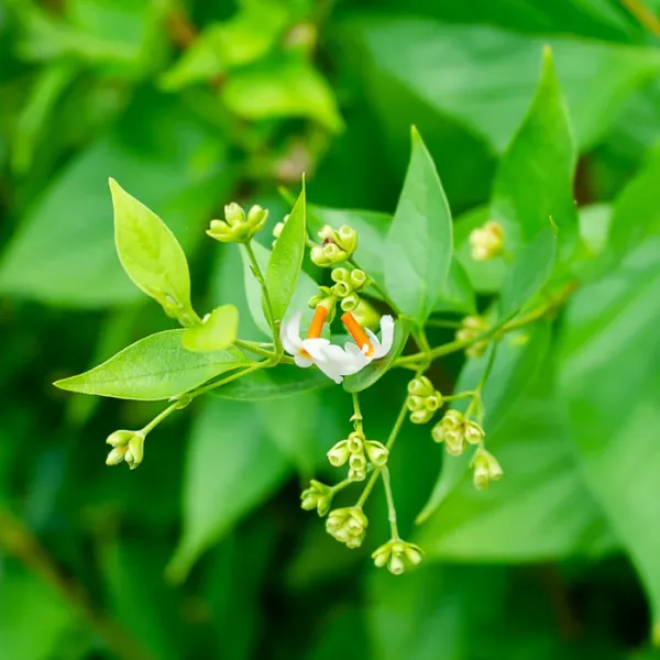 Coral_Jasmine_Flower_Plant