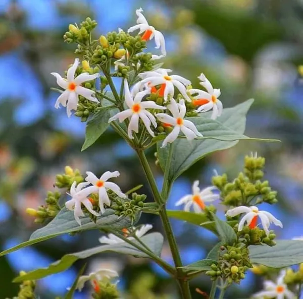Coral_Jasmine_Flower_Plant