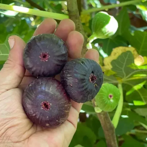 Turkey_Fig_Fruit_Live_Plant_(2_Feet_Height)