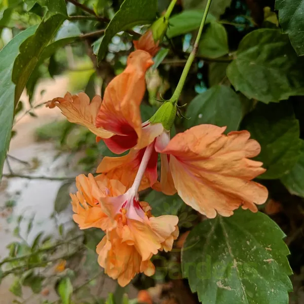 Yellow_Bitkel_Hibiscus_Flower_Plant_(2_Feet_Height)