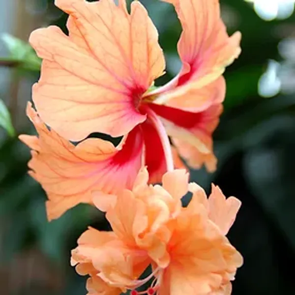 Yellow_Bitkel_Hibiscus_Flower_Plant_(2_Feet_Height)