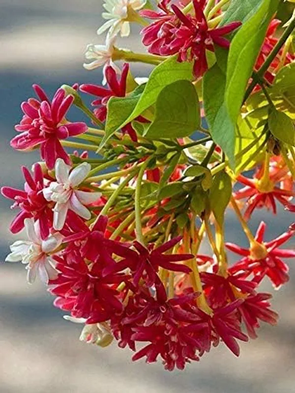Ixora_Rangoon_Flower_Plant