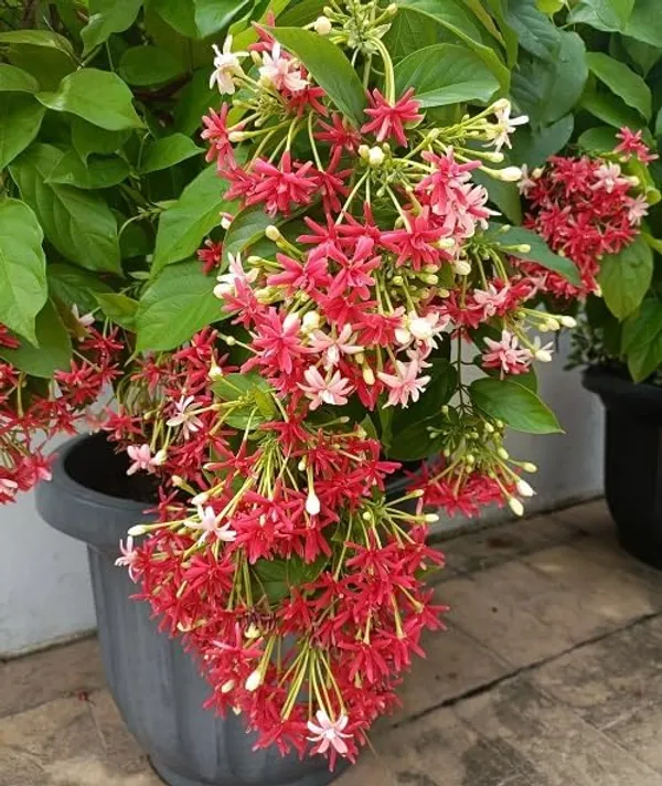 Ixora_Rangoon_Flower_Plant