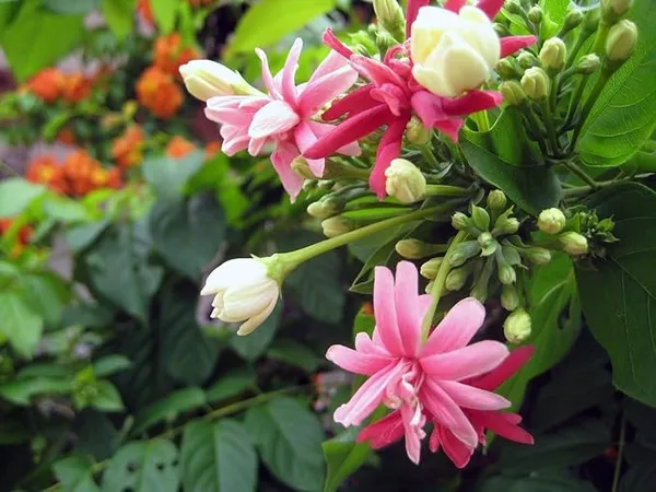 Ixora_Rangoon_Flower_Plant