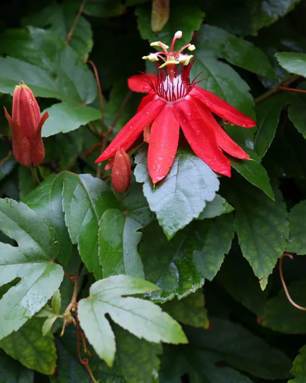 Passion_Red_Flower_Plant