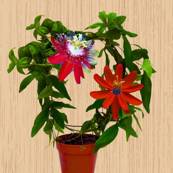 Passion_Red_Flower_Plant
