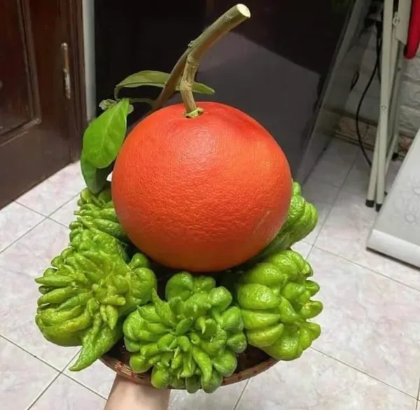 Red_Grape_Fruit_|_Grafted_And_Hybrid_Plants_(2.5_Feet_Height)