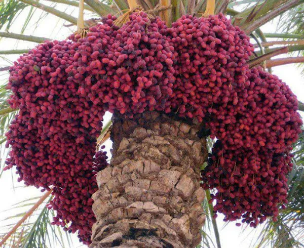 Date_Plum_(Hayani_Variety)