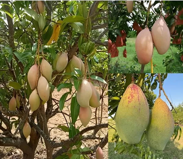 Totapuri_Mango_|_Grafted_And_Hybrid_Plants