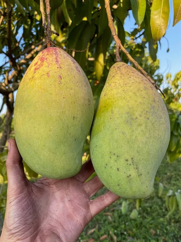 Totapuri_Mango_|_Grafted_And_Hybrid_Plants
