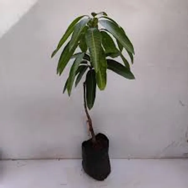 Totapuri_Mango_|_Grafted_And_Hybrid_Plants