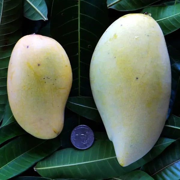Nam_Dok_Mai_White_Mango_|_Grafted_And_Hybrid_Plants