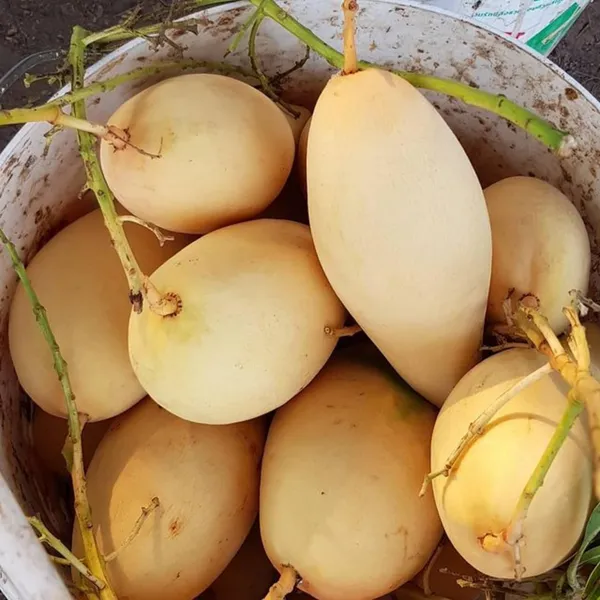 Nam_Dok_Mai_White_Mango_|_Grafted_And_Hybrid_Plants
