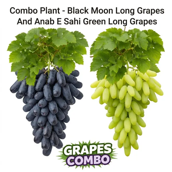 Combo_Plant-Black_Moon_Long_Grapes_And_Anab_E_Sahi_Green_Long_Grapes_Live_Plant
