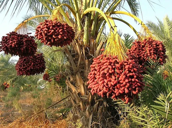 Date_Plum_Zahidi_Variety_Plant