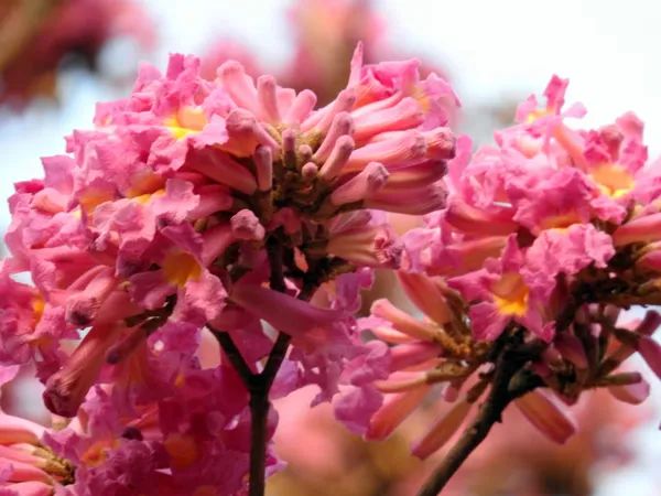 Jacaranda_Pink_Flower_Plant