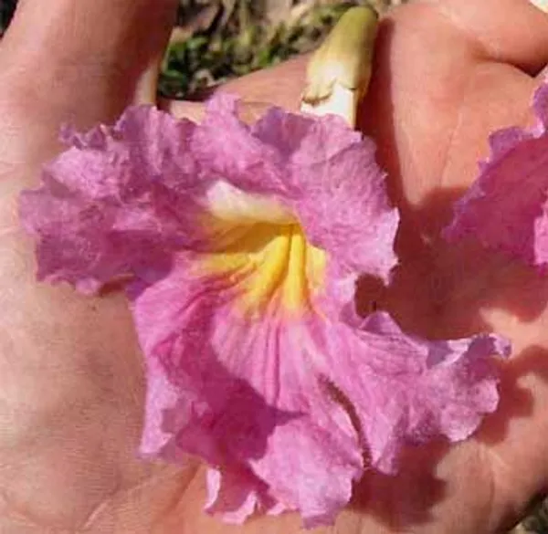 Jacaranda_Pink_Flower_Plant