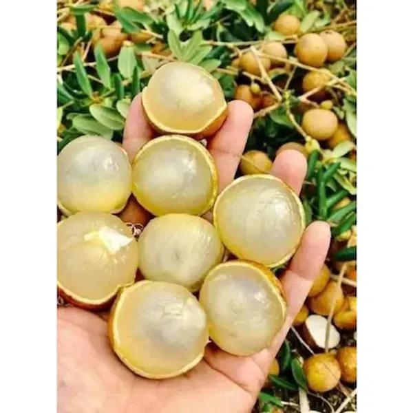 All_Time_Grafted_Longan_|_Grafted_And_Hybrid_Plants_|_1-1.5_Feet_Height