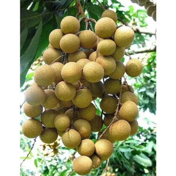 All_Time_Grafted_Longan_|_Grafted_And_Hybrid_Plants_|_1-1.5_Feet_Height