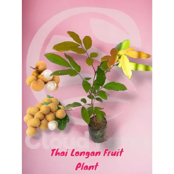 All_Time_Grafted_Longan_|_Grafted_And_Hybrid_Plants_|_1-1.5_Feet_Height