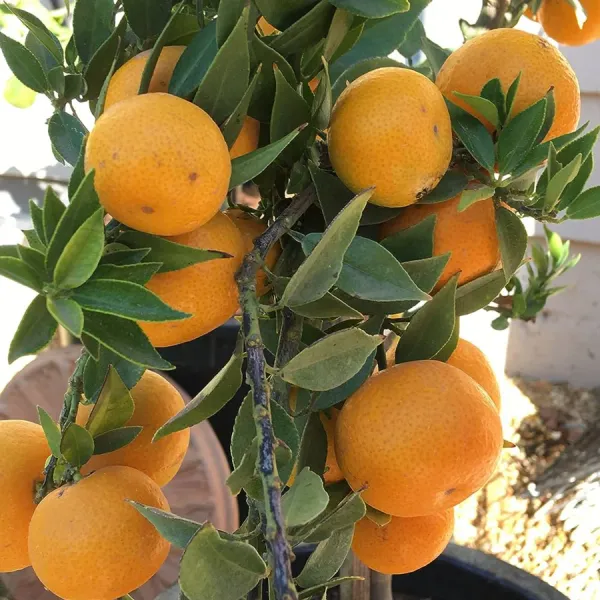 All_Time_Sweet_Orange_High_Yielding_And_Dwarf_Veriety