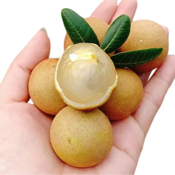 All_time_Longan_Plant_|_Grafted_And_Hybrid_Plants_|_1-1.5_Feet_Height