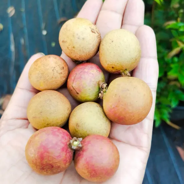 All_time_Longan_Plant_|_Grafted_And_Hybrid_Plants_|_1-1.5_Feet_Height
