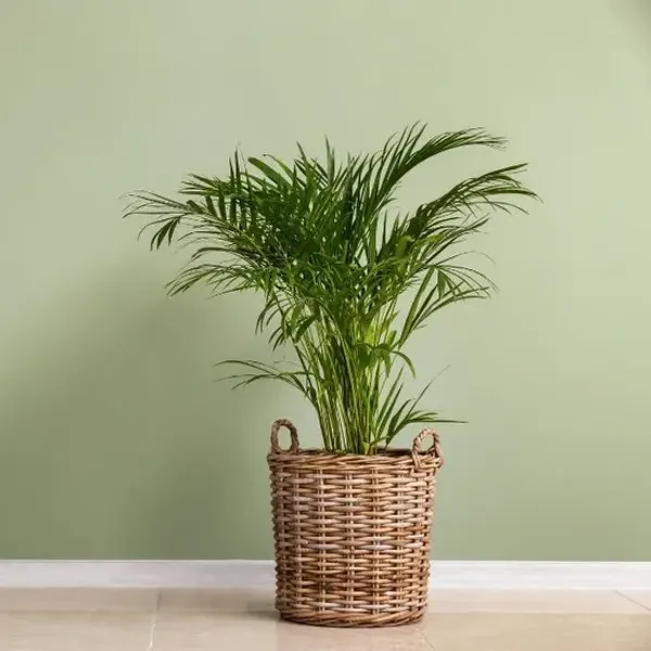 Areca_Plam_live_Plant_for_home_decor