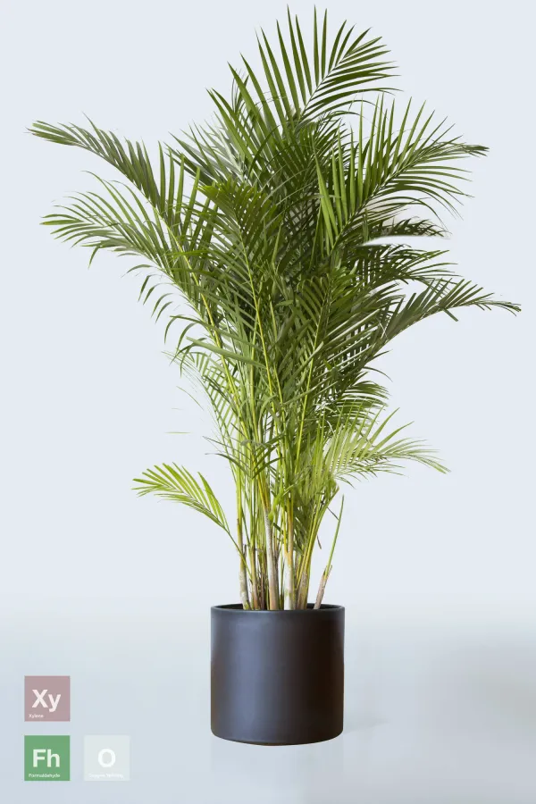 Areca_Plam_live_Plant_for_home_decor