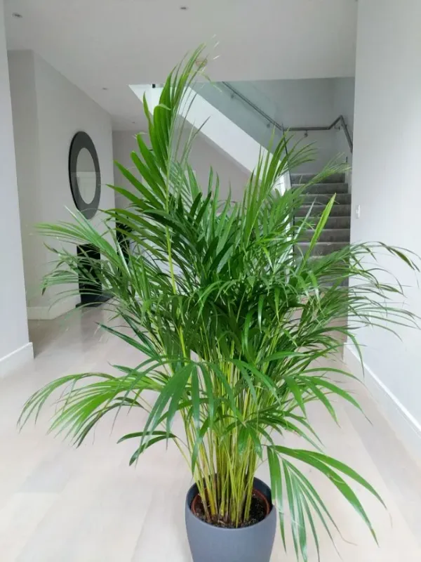 Areca_Plam_live_Plant_for_home_decor