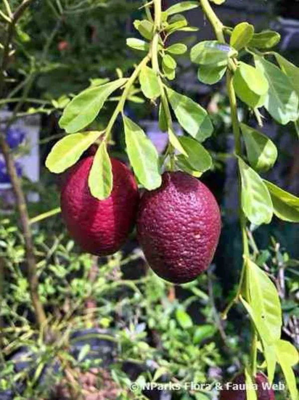 Australian_Red_Lime