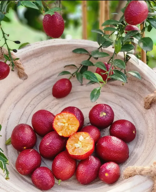 Australian_Red_Lime