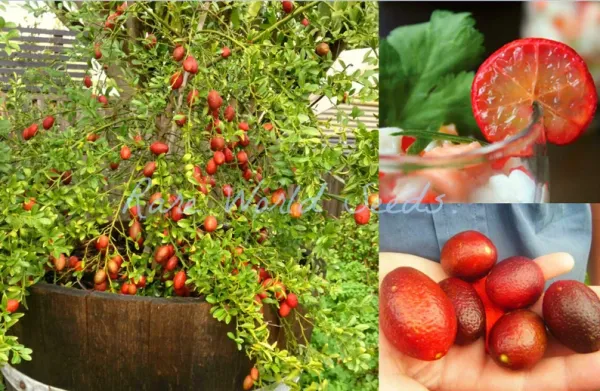 Australian_Red_Lime