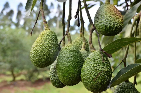 Avacado_Hass_Live_Plant