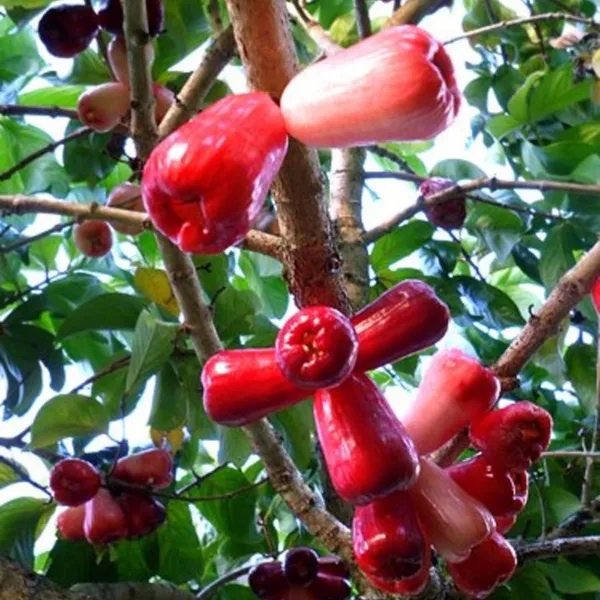 Thai_All_Time_Red_Water_Apple_|_Grafted_And_Hybrid_Plant