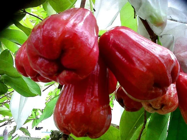 Thai_All_Time_Red_Water_Apple_|_Grafted_And_Hybrid_Plant