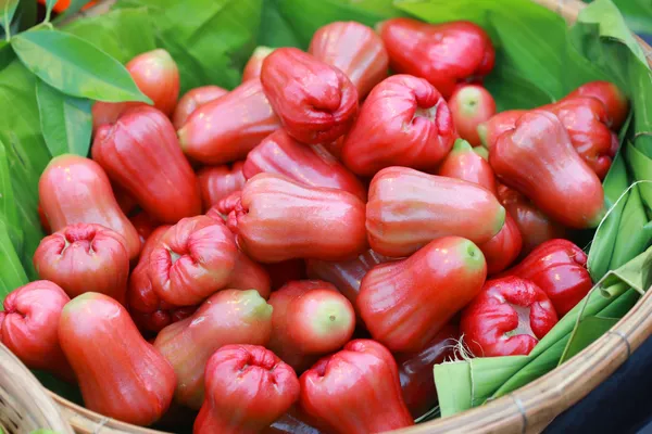 Thai_All_Time_Red_Water_Apple_|_Grafted_And_Hybrid_Plant