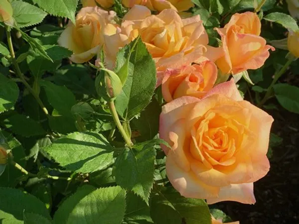 Gold_Medal_Roses_Flower_Plant