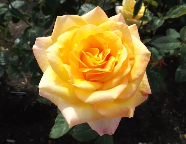 Gold_Medal_Roses_Flower_Plant
