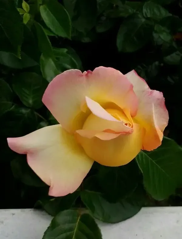 Gold_Medal_Roses_Flower_Plant