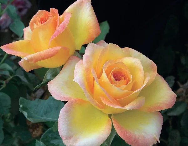 Gold_Medal_Roses_Flower_Plant