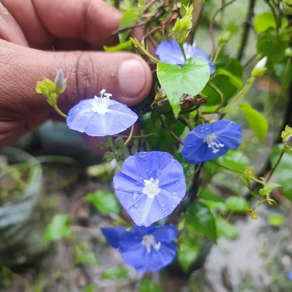 Blue_Star_Creeper_Plant